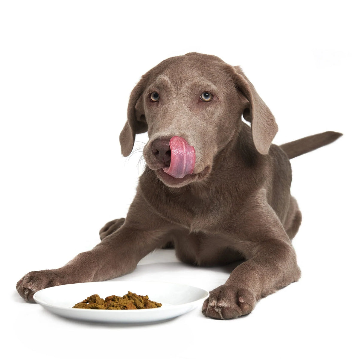 Smack - Caribbean Salmon Fusion Dog Recipe