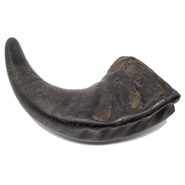 Open Range - Water Buffalo Horn