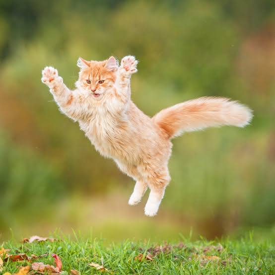 Cat Sticker