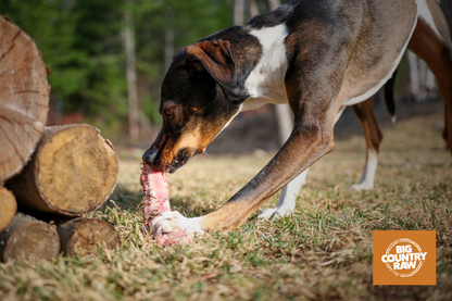 Big Country Raw- Large Flat Rib Bone